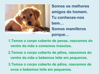 Somos os melhores
amigos do homem.
Tu conheces-nos
bem…
Somos mamíferos
porque…
1.Temos o corpo coberto de penas, nascemos do
ventre da mãe e comemos insectos.
2.Temos o corpo coberto de pêlos, nascemos do
ventre da mãe e bebemos leite em pequenos.
3.Temos o corpo coberto de pêlos, nascemos de
ovos e bebemos leite em pequenos.
 