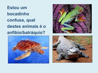 Estou um
bocadinho
confusa, qual
destes animais é o
anfíbio/batráquio?
 