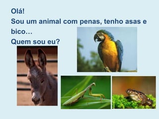 Olá!
Sou um animal com penas, tenho asas e
bico…
Quem sou eu?
 