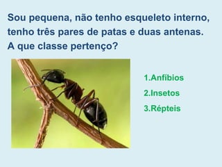 Sou pequena, não tenho esqueleto interno,
tenho três pares de patas e duas antenas.
A que classe pertenço?
1.Anfíbios
2.Insetos
3.Répteis
 