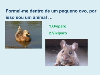 Formei-me dentro de um pequeno ovo, por
isso sou um animal …
1.Ovíparo
2.Vivíparo
 