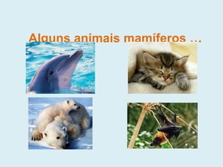 Alguns animais mamíferos …
 