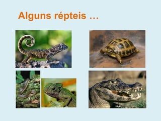 Alguns répteis …
 