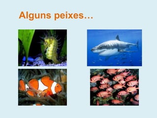 Alguns peixes…
 