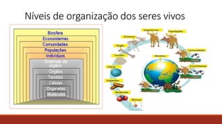 Níveis de organização dos seres vivos
 