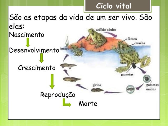 Características dos seres vivos 1º ano