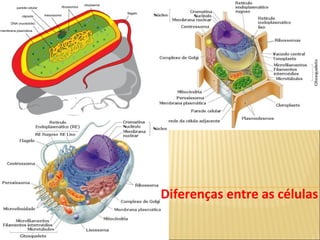 Diferenças entre as células 
