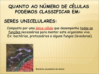 QUANTO AO NÚMERO DE CÉLULAS PODEMOS CLASSIFICAR EM:  Composto por uma  única célula  que desempenha  todas as funções  necessárias para manter este organismo vivo.  Ex:  bactérias, protozoários e alguns fungos (leveduras). Bacteria causadora de úlcera SERES UNICELULARES: 