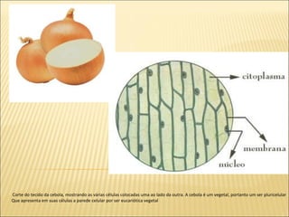Corte do tecido da cebola, mostrando as várias células colocadas uma ao lado da outra. A cebola é um vegetal, portanto um ser pluricelular  Que apresenta em suas células a parede celular por ser eucariótica vegetal  
