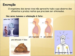 Excreção O organismo dos seres vivos não aproveita tudo o que absorve dos alimentos e produz restos que precisam ser eliminados. Nos seres humanos a eliminação é feita: pelos rins     urina pela respiração     gás carbônico pela transpiração     suor pela defecação    fezes 
