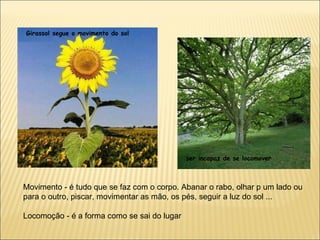 ser incapaz de se locomover Girassol segue o movimento do sol Movimento - é tudo que se faz com o corpo. Abanar o rabo, olhar p um lado ou para o outro, piscar, movimentar as mão, os pés, seguir a luz do sol ...  Locomoção - é a forma como se sai do lugar 