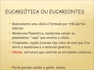 Basicamente uma célula é formada por três partes básicas: Membrana Plasmática, membrana celular ou plasmalema: “capa” que envolve a célula; Citoplasma: região (viscosa tipo clara de ovo) que fica entre a membrana e o material genético; Núcleo : estrutura que controla as atividades celulares. Perde parede celular e ganha  núcleo 