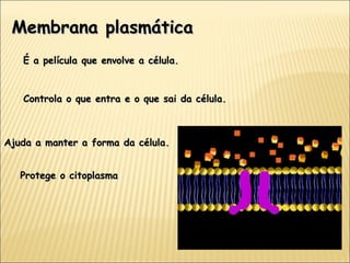 É a película que envolve a célula. Ajuda a manter a forma da célula. Controla o que entra e o que sai da célula. Membrana plasmática Protege o citoplasma 