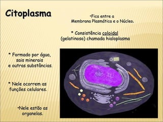 Fica entre a  Membrana Plasmática e o Núcleo . * Consistência  coloidal (gelatinoso) chamada hialoplasma * Formado por água,  sais minerais  e outras substâncias . Citoplasma * Nele ocorrem as  funções celulares . Nele estão as organelas . 