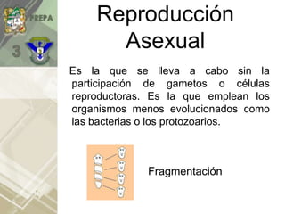 Reproducción
Asexual
Es la que se lleva a cabo sin la
participación de gametos o células
reproductoras. Es la que emplean los
organismos menos evolucionados como
las bacterias o los protozoarios.
Fragmentación
 