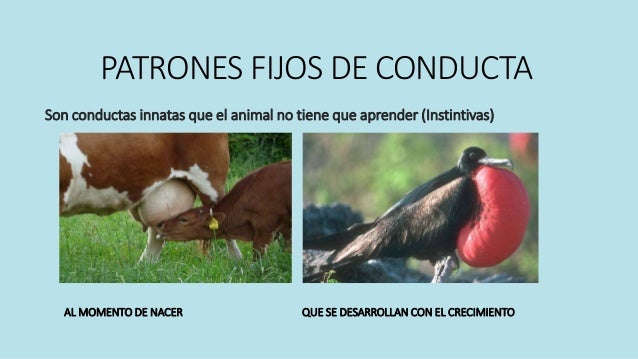 Caracteristicas fisiologicas del comportamiento animal