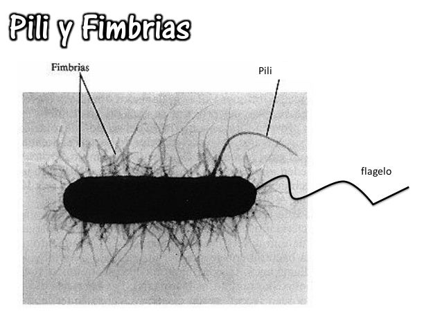 Características generales de bacterias Fitopatógenas