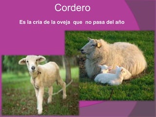 carne más roja y menos tierna que el añojo y la ternera lechal