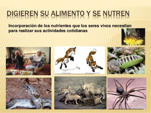 Caracteristicas seres vivos