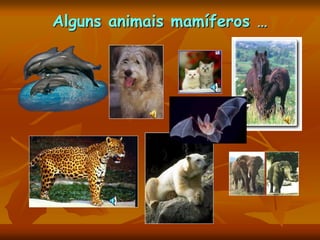 Alguns animais mamíferos …
 