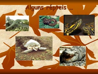 Alguns répteis …
 