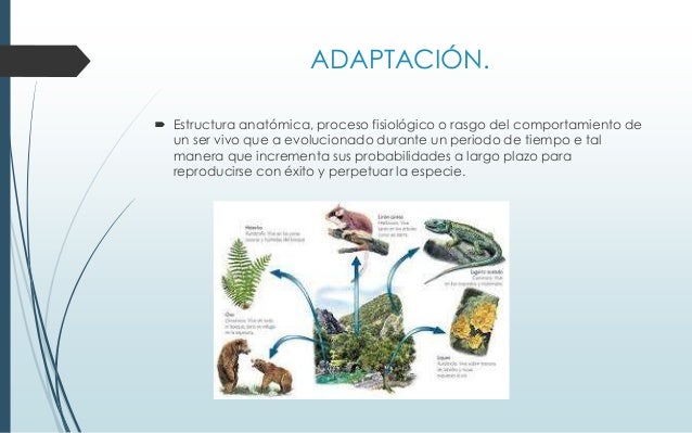 Caracteristicas y composicion de los seres vivos
