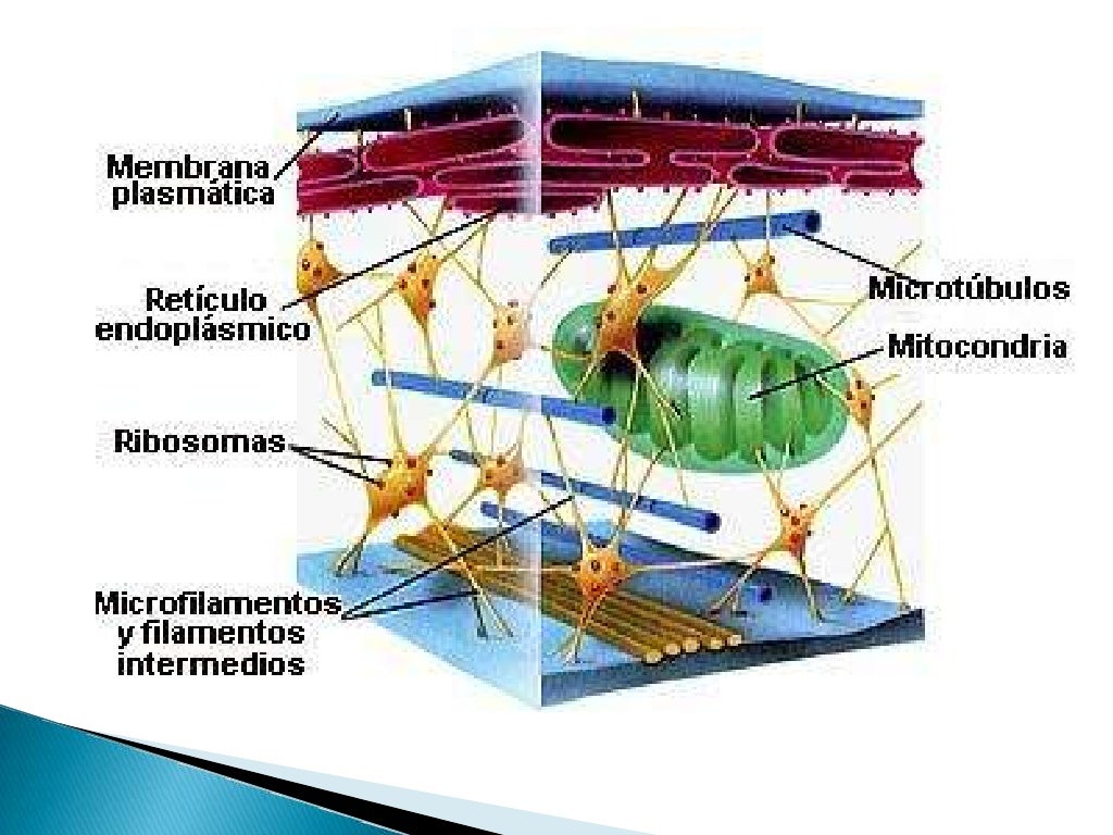 Caracteristicas y estructuras fisiologicas de los organelos citoplasm…