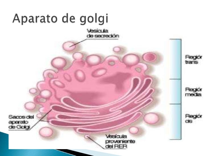 Resultado de imagen para las características de los organelos citoplasmáticos