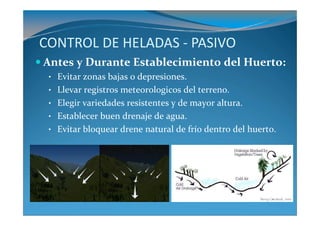 CONTROL DE HELADAS - PASIVO
Antes y Durante Establecimiento del Huerto:
 • Evitar zonas bajas o depresiones.
 • Llevar registros meteorologicos del terreno.
 • Elegir variedades resistentes y de mayor altura.
 • Establecer buen drenaje de agua.
 • Evitar bloquear drene natural de frío dentro del huerto.
 