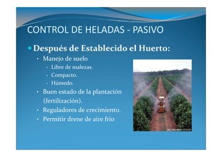CONTROL DE HELADAS - PASIVO
 Después de Establecido el Huerto:
 • Manejo de suelo
    •   Libre de malezas.
    •   Compacto.
    •   Húmedo.
 • Buen estado de la plantación
   (fertilización).
 • Reguladores de crecimiento.
 • Permitir drene de aire frío
 