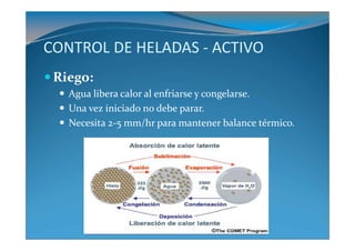 CONTROL DE HELADAS - ACTIVO
 Riego:
   Agua libera calor al enfriarse y congelarse.
   Una vez iniciado no debe parar.
   Necesita 2-5 mm/hr para mantener balance térmico.
 
