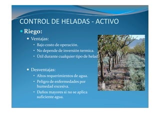 CONTROL DE HELADAS - ACTIVO
 Riego:
   Ventajas:
    • Bajo costo de operación.
    • No depende de inversión termica.
    • Útil durante cualquier tipo de helada.


   Desventajas:
    • Altos requerimientos de agua.
    • Peligro de enfermedades por
      humedad excesiva.
    • Daños mayores si no se aplica
      suficiente agua.
 