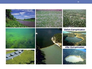 Eutrofização
31
 