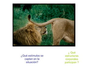 ¿ Qué
¿Qué estímulos se   estructuras
  captan en la      corporales
   situación?       participan ?
 