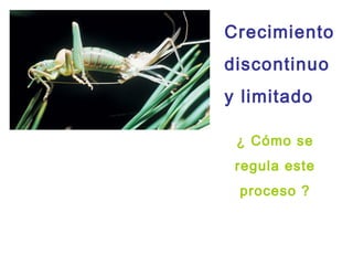 Crecimiento
discontinuo
y limitado

 ¿ Cómo se
 regula este
 proceso ?
 
