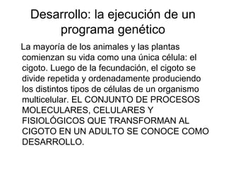 Desarrollo: la ejecución de un
      programa genético
La mayoría de los animales y las plantas
comienzan su vida como una única célula: el
cigoto. Luego de la fecundación, el cigoto se
divide repetida y ordenadamente produciendo
los distintos tipos de células de un organismo
multicelular. EL CONJUNTO DE PROCESOS
MOLECULARES, CELULARES Y
FISIOLÓGICOS QUE TRANSFORMAN AL
CIGOTO EN UN ADULTO SE CONOCE COMO
DESARROLLO.
 