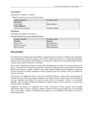 Caracterización Diagnóstica y Problemática 81
Herpetofauna
Se presentan 2 familias y 2 especies.
Tabla 27. Herpetofauna presente en el humedal El Burro.
Nombre científico Nombre común
HYLIDAE
Hyla labialis Rana sabanera
COLUBRIDAE
Atractus crassicaudatus Culebra sabanera
Mastofauna
Se presenta una familia y tres especies.
Tabla 28. Mastofauna presente en el humedal El Burro.
Nombre científico Nombre común
Muridae Ratones
Rattus rattus Rata doméstica
Rattus norvegicus Rata doméstica
Mus musculus Ratón doméstico
Oferta de hábitat
En el Protocolo de Restauración de humedales, se determinó que en general, los hábitats más importantes
en un humedal para sostener la avifauna, son el Juncal, seguido por el Eneal y la vegetación emergente,
además de esto el área efectiva del humedal y la composición vegetal de la ronda juegan también factores
cruciales para sostener la fauna de un humedal.
De los nueve humedales del Distrito de baja oferta de hábitats para la fauna, el de mayor puntaje es El
Burro. Conociendo los porcentajes de coberturas vegetales de diferente tipo que representan los distintos
hábitats para la fauna, se puede establecer que la mejor oferta de hábitat de este humedal está dado para
aves que requieran la pradera emergente en mayor proporción que otros hábitats, como por ejemplo los
chorlos y las caicas.
Por otra parte los hábitats de Eneal y Juncal en el humedal El Burro, a pesar de tener un porcentaje de
cobertura bastante inferior a la pradera emergente, son suficientes para sostener unas cuantas parejas de
aves que requieran este hábitat. En cuanto al ancho efectivo del humedal, el Burro es un humedal
pequeño, capaz de sostener poblaciones pequeñas de algunas especies de aves acuáticas si se logra tener
un buen mosaico de hábitats.
Finalmente, de acuerdo a la vegetación de la ronda, el humedal El Burro, presenta una diversidad
relativamente baja y áreas de vegetación arbórea y arbustiva nativas muy pequeñas que si bien pueden
servir como refugio y lugares de anidación para algunas aves, en realidad no representan una oferta de
hábitat significativo.
 