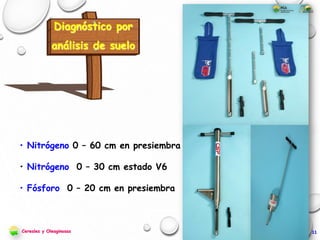 • Nitrógeno 0 – 60 cm en presiembra
• Nitrógeno 0 – 30 cm estado V6
• Fósforo 0 – 20 cm en presiembra
Diagnóstico por
análisis de suelo
Cereales y Oleaginosas 11
 