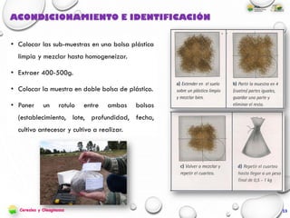 ACONDICIONAMIENTO E IDENTIFICACIÓN
• Colocar las sub-muestras en una bolsa plástica
limpia y mezclar hasta homogeneizar.
• Extraer 400-500g.
• Colocar la muestra en doble bolsa de plástico.
• Poner un rotulo entre ambas bolsas
(establecimiento, lote, profundidad, fecha,
cultivo antecesor y cultivo a realizar.
13Cereales y Oleaginosas
 