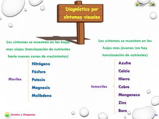 Los síntomas se muestran en las hojas
mas viejas (translocación de nutrientes
hacia nuevas zonas de crecimientos)
Los síntomas se muestran en las
hojas mas jóvenes (no hay
translocación de nutrientes)
Nitrógeno
Fósforo
Potasio
Magnesio
Molibdeno
Moviles
Azufre
Calcio
Hierro
Cobre
Manganeso
Zinc
Boro
Inmoviles
Diagnóstico por
síntomas visuales
Cereales y Oleaginosas 19
 