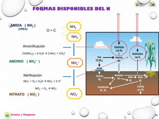 FORMAS DISPONIBLES DEL N
AMIDA ( NH2 )
(UREA)
NH2
NH2
O = C
AMONIO ( NH4
+ ) NH4
+
NITRATO ( NO3
- ) NO3
-
Amonificación
CO(NH2)2 + 2 H2O  2 NH4
+ + CO3
2-
Nitrificación
NH4
+ + O2 + H2O  NO2
- + 2 H+
NO2
- + O2  NO3
-
Cereales y Oleaginosas 23
 