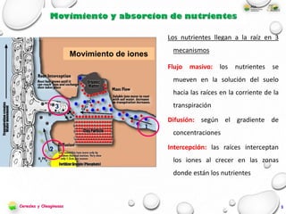 3
Los nutrientes llegan a la raíz en 3
mecanismos
Flujo masivo: los nutrientes se
mueven en la solución del suelo
hacia las raíces en la corriente de la
transpiración
Difusión: según el gradiente de
concentraciones
Intercepción: las raíces interceptan
los iones al crecer en las zonas
donde están los nutrientes
Movimiento de iones
2
1
3
Cereales y Oleaginosas
 