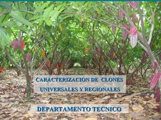 CARACTERIZACION DE  CLONES  UNIVERSALES Y REGIONALES DEPARTAMENTO TECNICO  