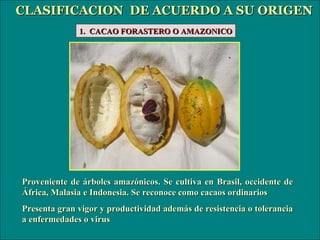 Proveniente de árboles amazónicos. Se cultiva en Brasil, occidente de África, Malasia e Indonesia. Se reconoce como cacaos...