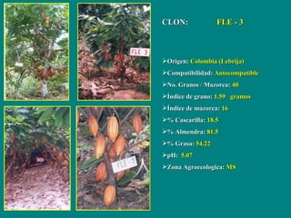 <ul><li>CLON:  FLE - 3 </li></ul><ul><li>Origen:  Colombia (Lebrija) </li></ul><ul><li>Compatibilidad:  Autocompatible </l...