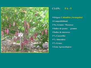 <ul><li>CLON:  FA - 5 </li></ul><ul><li>Origen:  Colombia (Arauquita) </li></ul><ul><li>Compatibilidad: </li></ul><ul><li>...