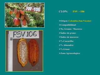 <ul><li>CLON:  FSV - 106 </li></ul><ul><li>Origen:  Colombia (San Vicente) </li></ul><ul><li>Compatibilidad: </li></ul><ul...