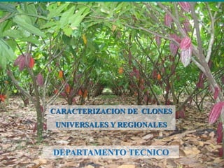 CARACTERIZACION DE CLONES 
UNIVERSALES Y REGIONALES 
DEPARTAMENTO TECNICO 
 