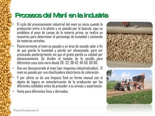 Procesos del Maní en la industria <ul><li>El ciclo del procesamiento industrial del maní se inicia cuando la producción en...
