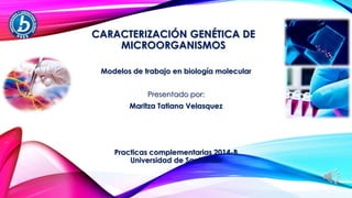 CARACTERIZACIÓN GENÉTICA DE MICROORGANISMOSModelos de trabajo en biología molecularPresentado por: Maritza Tatiana Velasquez Practicas complementarias 2014-BUniversidad de Santander  